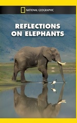 دانلود فیلم بازتاب فیل‌ها 1996 Reflections on Elephants