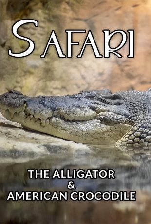 سافاری: تمساح و کروکودیل آمریکایی